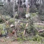 La Policía Local de Palma intervino en una tala ilegal de árboles en San Agustín, denunciada por incumplir la Ley de Urbanismo de Baleares.