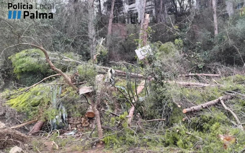 La Policía Local de Palma intervino en una tala ilegal de árboles en San Agustín, denunciada por incumplir la Ley de Urbanismo de Baleares.