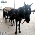 Un caballo de galera en Palma ha sido inmovilizado por posible malnutrición. El equino estará 14 días bajo control veterinario.